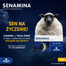 Senamina 12,5 mg, 14 tabletek powlekanych- miniaturka 2 zdjęcia produktu